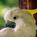 Cockatoo  screen for extension Chrome web store in OffiDocs Chromium