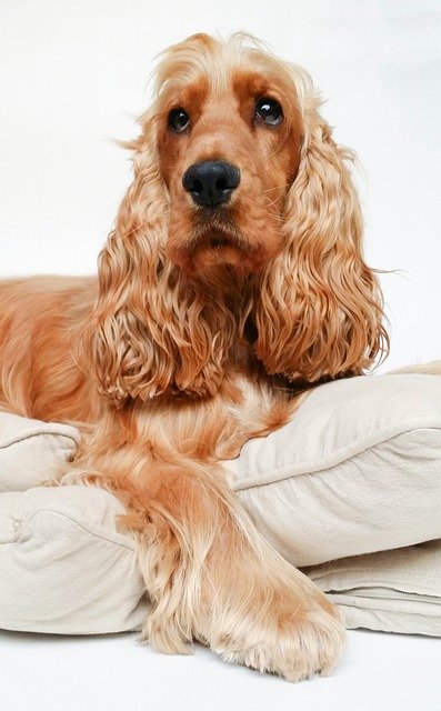 Descargue gratis la imagen gratuita de la mascota canina del perro cocker spaniel para editar con el editor de imágenes en línea gratuito GIMP