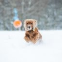 Cocker spaniel dog play snow  screen for extension Chrome web store in OffiDocs Chromium