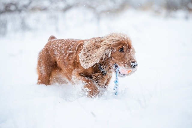 Безкоштовно завантажте зображення собаки кокер-спанієля, яке безкоштовно принесе сніг для редагування за допомогою безкоштовного онлайн-редактора зображень GIMP