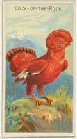 Free download Cock-of-the-Rock, from the Birds of the Tropics series (N5) for Allen & Ginter Cigarettes Brands free photo or picture to be edited with GIMP online image editor