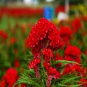Cockscomb flowers wallpapers  screen for extension Chrome web store in OffiDocs Chromium