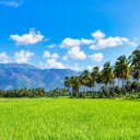 Coconut and rice  screen for extension Chrome web store in OffiDocs Chromium