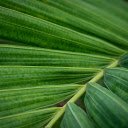 Coconut leaves  screen for extension Chrome web store in OffiDocs Chromium