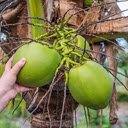 Coconut Theme  screen for extension Chrome web store in OffiDocs Chromium