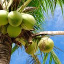 הורדה חינם Coconut Tree - תמונה או תמונה בחינם לעריכה עם עורך התמונות המקוון GIMP