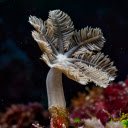 Coconut tree coral  screen for extension Chrome web store in OffiDocs Chromium