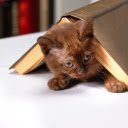 Coffee colored cat  screen for extension Chrome web store in OffiDocs Chromium