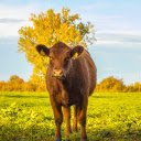 Coffee colored cow  screen for extension Chrome web store in OffiDocs Chromium