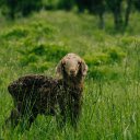 Coffee colored Lamb  screen for extension Chrome web store in OffiDocs Chromium