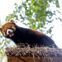 Coffee colored panda  screen for extension Chrome web store in OffiDocs Chromium