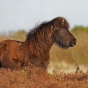 Coffee Color Horse  screen for extension Chrome web store in OffiDocs Chromium