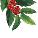 coffee fruit  screen for extension Chrome web store in OffiDocs Chromium
