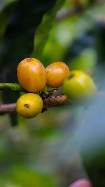 Free download coffee fruit plant food nature free picture to be edited with GIMP free online image editor