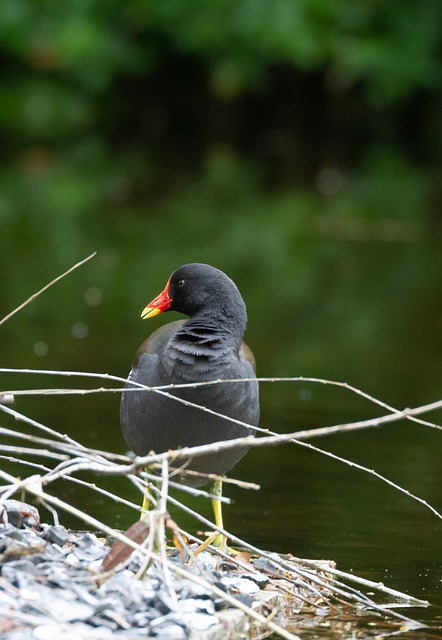 Kostenloser Download Spule Vogel Vögel Natur Schnabel Adler Kostenloses Bild, das mit dem kostenlosen Online-Bildeditor GIMP bearbeitet werden kann