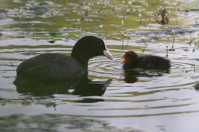 Free download coil chick coot chicks bird birds free picture to be edited with GIMP free online image editor