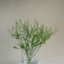 coin grass wallpaper  screen for extension Chrome web store in OffiDocs Chromium