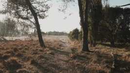 Free download Cold Forest Winter free video to be edited with OpenShot online video editor