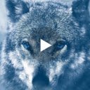 Cold Wolf Live Wallpaper  screen for extension Chrome web store in OffiDocs Chromium