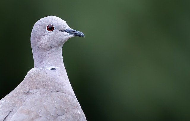 Free download collared dove dove nature bird free picture to be edited with GIMP free online image editor