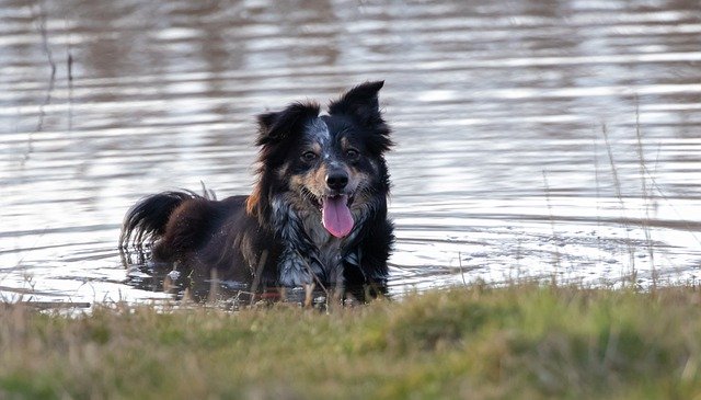 Gratis download collie in water doe in water gratis foto om te bewerken met GIMP gratis online afbeeldingseditor