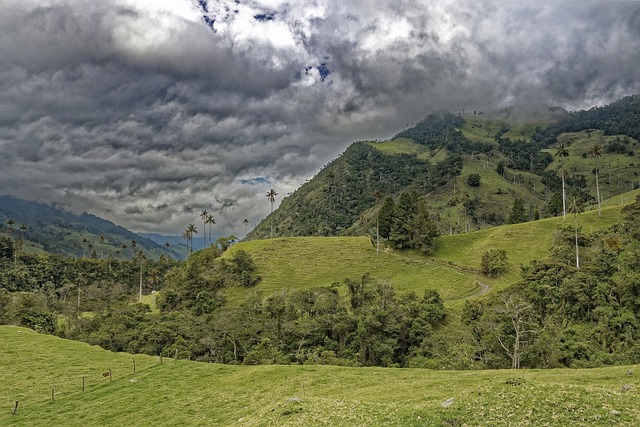 Scarica gratuitamente l'immagine gratuita della Colombia el bosque de palmas da modificare con l'editor di immagini online gratuito GIMP
