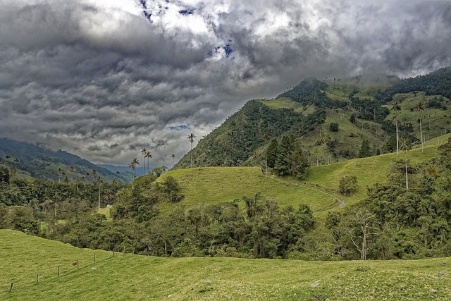 Bezpłatne pobieranie colombia el bosque de palmas darmowe zdjęcie do edycji za pomocą bezpłatnego internetowego edytora obrazów GIMP