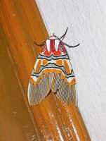 Free download Colored Bug free photo or picture to be edited with GIMP online image editor
