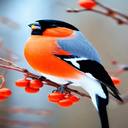 colorful bird wallpaper  screen for extension Chrome web store in OffiDocs Chromium