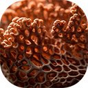 colorful coral reef teems with vibrant sea life  screen for extension Chrome web store in OffiDocs Chromium