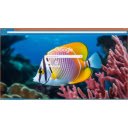 colorful fish swimming underwater  screen for extension Chrome web store in OffiDocs Chromium