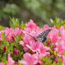 Colorful flowers and beautiful butterflies  screen for extension Chrome web store in OffiDocs Chromium
