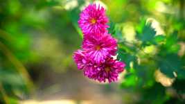 免费下载五颜六色的花园植物 - 使用 GIMP 在线图像编辑器编辑的免费照片或图片
