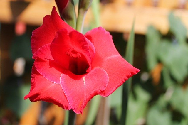 Kostenloser Download Farbsommerblume ip Blumen kostenloses Bild, das mit dem kostenlosen Online-Bildeditor GIMP bearbeitet werden kann