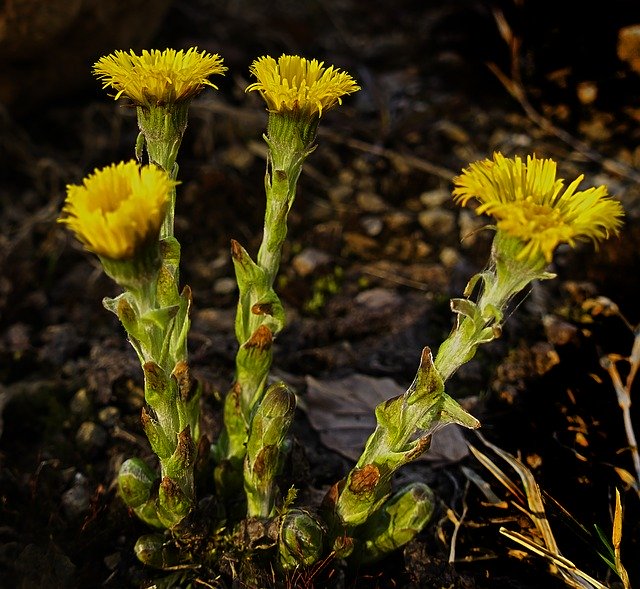 Ücretsiz indir öksürükotu çiçeği çiçek açan bitki ücretsiz resim GIMP ücretsiz çevrimiçi resim düzenleyici ile düzenlenebilir