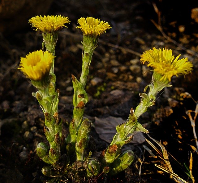 Descargue gratis la imagen gratuita de la planta de flor de flor de coltsfoot para editar con el editor de imágenes en línea gratuito GIMP