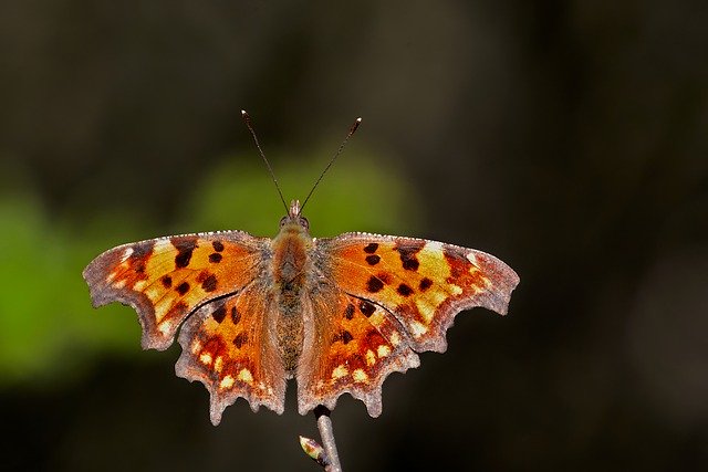 Free download comma polygonia c album butterfly free picture to be edited with GIMP free online image editor