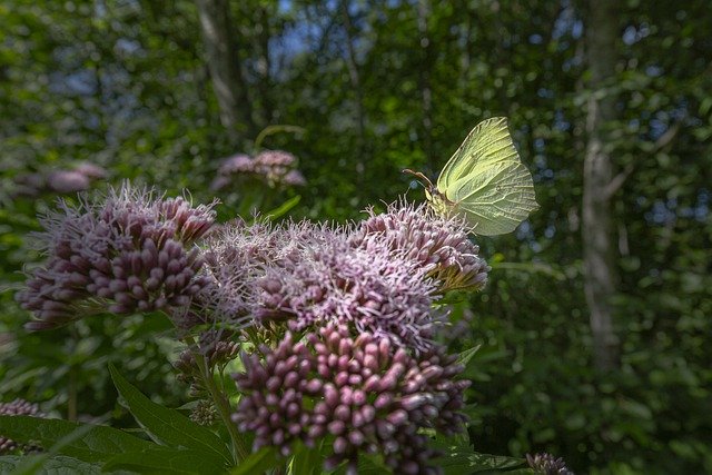 一般的な硫黄の蝶昆虫の無料画像を無料でダウンロードし、GIMP で編集できる無料のオンライン画像エディター