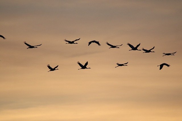 Descarga gratuita grullas comunes amanecer pájaros naturaleza imagen gratis para editar con el editor de imágenes en línea gratuito GIMP