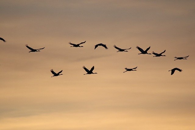 Free download common cranes sunrise birds nature free picture to be edited with GIMP free online image editor