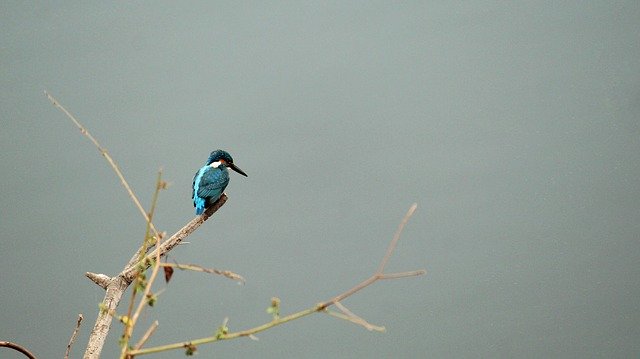 免费下载 Common Kingfisher Kerala India 免费照片模板，可使用 GIMP 在线图像编辑器进行编辑