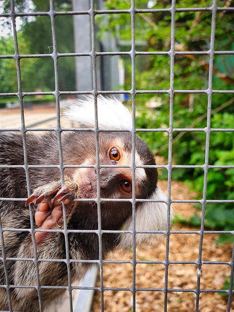 Free download common marmoset primate zoo animal free picture to be edited with GIMP free online image editor