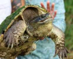 Free download Common Snapping Turtle in Minnesota free photo or picture to be edited with GIMP online image editor