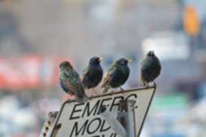 Free download Common Starlings free photo or picture to be edited with GIMP online image editor