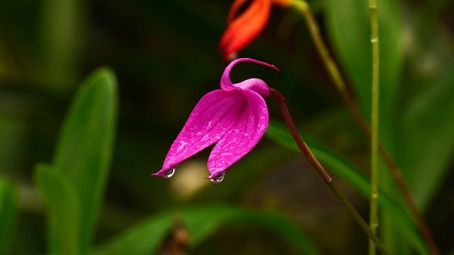 Descargue gratis la imagen gratuita de la planta de la orquídea de la flor de comparettia para editarla con el editor de imágenes en línea gratuito GIMP