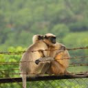 Compassion in the Wild  screen for extension Chrome web store in OffiDocs Chromium