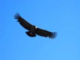 Free download condor-photo1 free photo or picture to be edited with GIMP online image editor