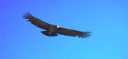 Free download condor-photo free photo or picture to be edited with GIMP online image editor