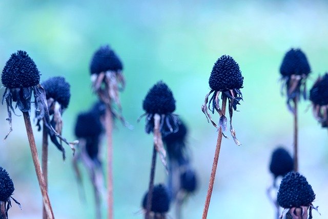 Baixe gratuitamente a imagem gratuita da planta de flores secas de coneflower para ser editada com o editor de imagens on-line gratuito do GIMP