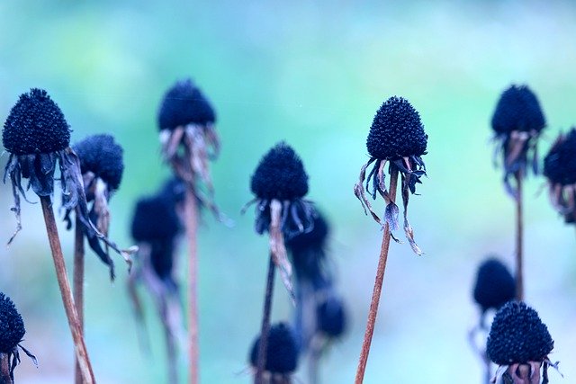 Free download coneflower dried flowers plant free picture to be edited with GIMP free online image editor